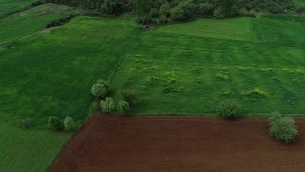 Pemandangan udara dari lapangan hijau di waktu musim semi — Stok Video