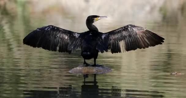 Cormorant drying its wings — Stock Video