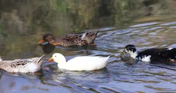 Ducks swimming in spring pond — Stock Video