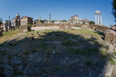 Güneşli yaz gününde Roma Forumu'nun görünümü