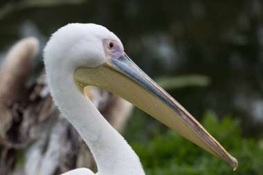 Pelikan kafası yakın çekim.