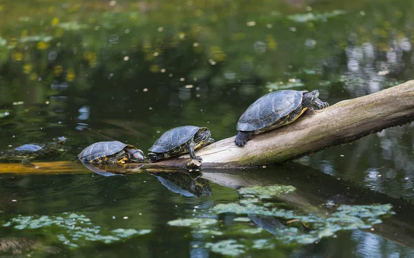 Familia de tortugas tomando el sol en estanque — Foto de Stock