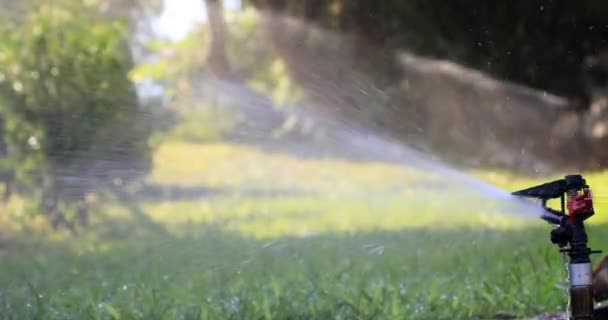 Aspersor Jardín Durante Riego Del Césped Verde Día Soleado Verano — Vídeos de Stock