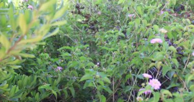 Güzel deniz manzaralı ve ağaçlar çiçek Izmir Türkiye ile havadan görünümü