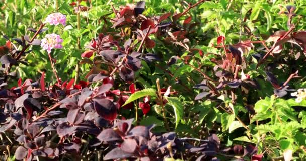 Luftaufnahme Der Schönen Meerblick Und Bäume Mit Blumen Izmir Truthahn — Stockvideo