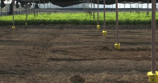 Tomates frescos que crecen en la plantación de interior 3 — Vídeos de Stock