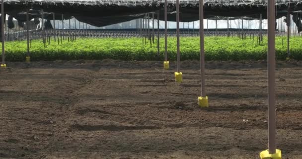 Tomaten Rijpen Bush Een Kas — Stockvideo