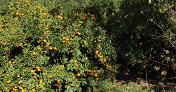 Árboles Mandarín Con Frutos Plantación — Vídeos de Stock