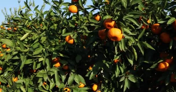 Mandarim Com Frutos Plantação — Vídeo de Stock