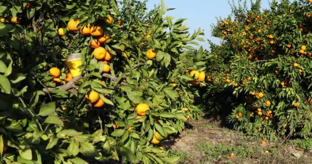 Árboles Mandarín Con Frutos Plantación — Vídeos de Stock