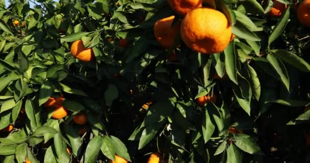 Árboles Mandarín Con Frutos Plantación — Vídeos de Stock