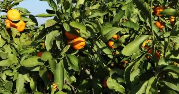 Mandariniers Aux Fruits Sur Plantation — Video
