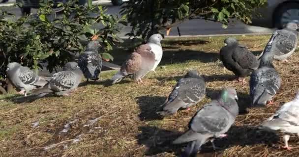 Pegeons Alimentándose Parque Ciudad — Vídeo de stock