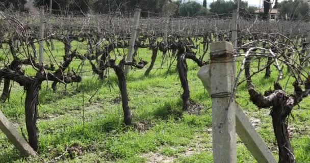 A view of vineyard at winter season in Turkey 3 — Stock Video