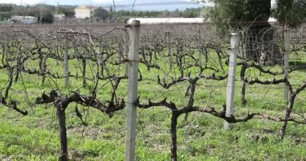 Θέα στον αμπελώνα κατά τη χειμερινή εποχή στην Τουρκία 2 — Αρχείο Βίντεο