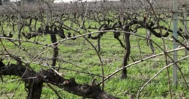 Utsikt över vingården på vintersäsongen i Turkiet 4 — Stockvideo