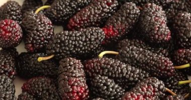 Çanak siyah dut yığınları