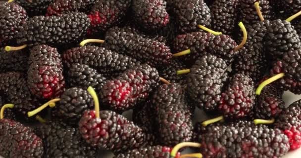 Fresh Black Mulberries Heap 3 — Stock Video