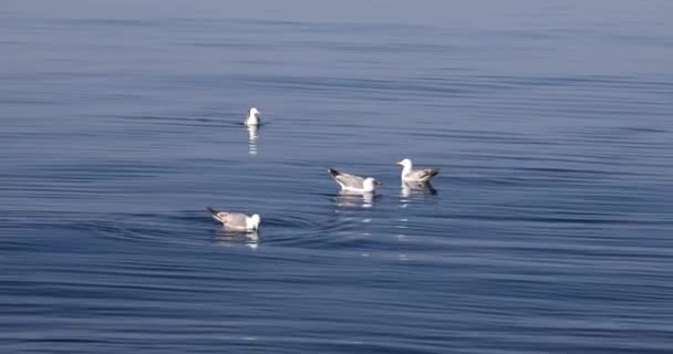 Seagul στη θάλασσα 2 — Αρχείο Βίντεο