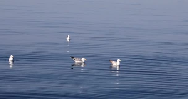 Seagul sur la mer — Video