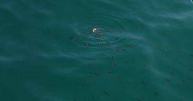 Küçük balık syon besleme