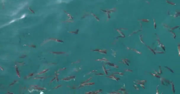 Стадо рыб в море кормит 2 — стоковое видео