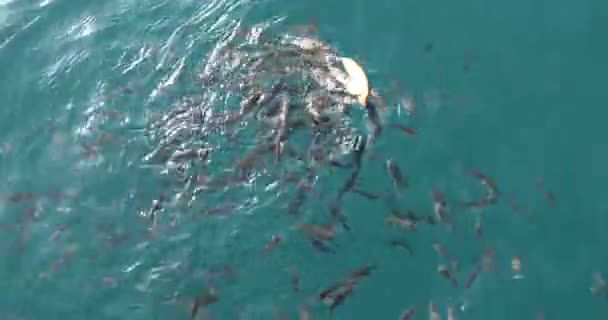 Una manada de peces en el mar alimentándose — Vídeo de stock