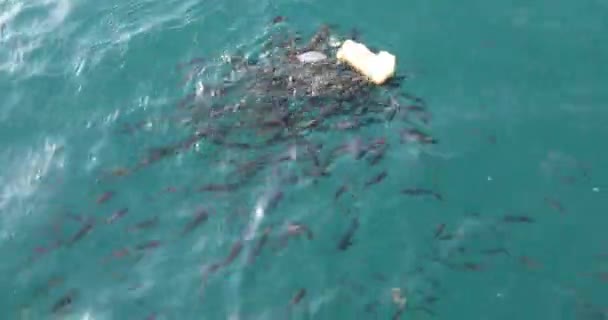 Little Fish Herd Feeding Bread — Stock Video