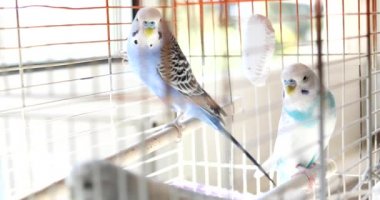 3 numaralı kafeste üç güzel muhabbet kuşu.