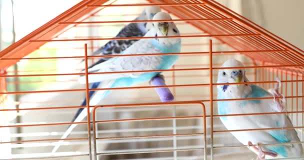 Três belos budgerigars na gaiola — Vídeo de Stock