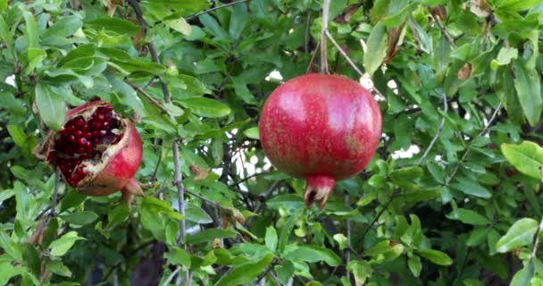 Fruta de romã colorida madura no ramo da árvore 4 — Vídeo de Stock