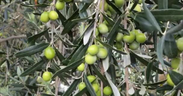 Větev olivového stromu 3 — Stock video