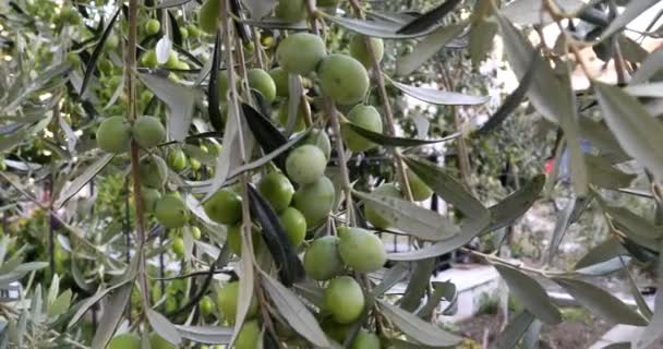 Olive tree branch — Stock Video