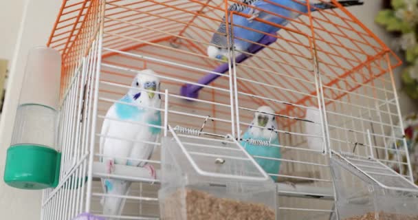 Kafes 4 'te üç güzel muhabbet kuşu. — Stok video