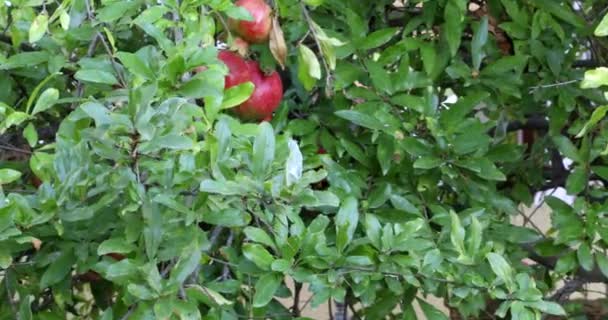 Fruta de romã colorida madura no ramo de árvore 2 — Vídeo de Stock