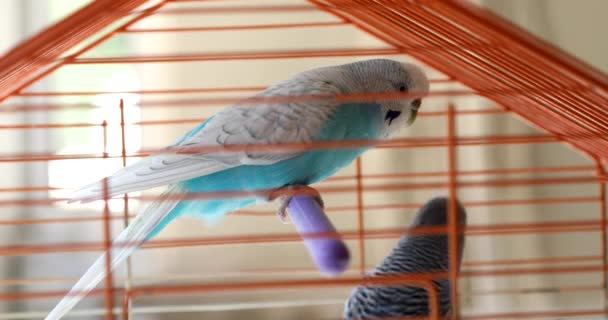 Dois belos budgerigars na jaula — Vídeo de Stock