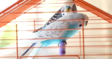 2 numaralı kafeste iki güzel muhabbet kuşu.