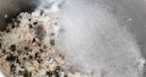 Σάπια Ρύζι Λευκή Μούχλα Έξω Στην Κατσαρόλα — Αρχείο Βίντεο