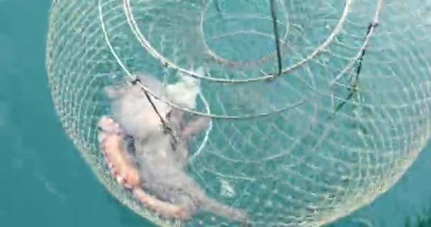 Großer Oktopus Einer Falle Auf Dem Meer Ein Fischerboot Ziehen — Stockvideo