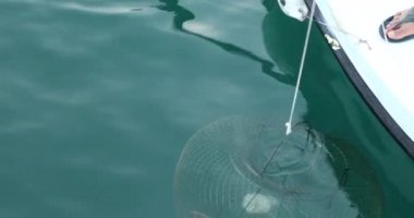 Denizde kapana kısılmış büyük ahtapot bir balıkçı teknesi.