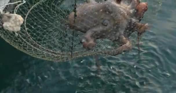 Великий Восьминіг Пастці Морі Тягне Рибальський Човен — стокове відео