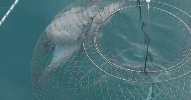 釣り船を引く海の上のトラップに大きなタコ — ストック動画