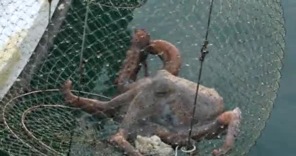 Grande Pieuvre Dans Piège Sur Mer Bateau Pêche Tirant — Video