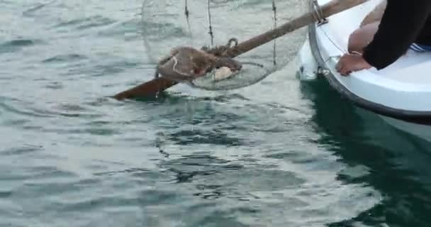 Caracatiță Mare Într Capcană Mare Barcă Pescuit Trăgând — Videoclip de stoc