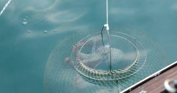 Большой Осьминог Ловушке Море Тянет Рыбацкую Лодку — стоковое видео