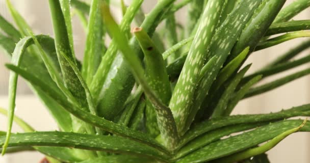 Aloe Vera Pflanze Aus Nächster Nähe Schießen — Stockvideo