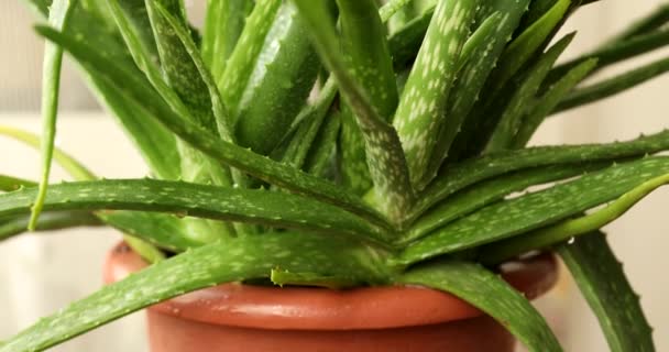 Aloe Vera Planta Close Atirar — Vídeo de Stock