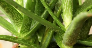 aloe vera yaprakları yakın çekim