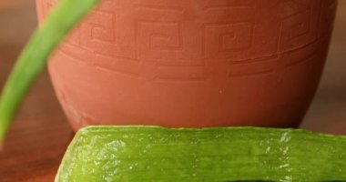 Aloe Vera Fabrikası Yakın çekim 