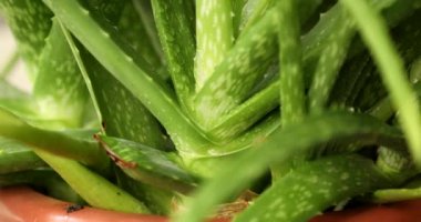 aloe vera yaprakları yakın çekim
